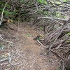 Plants: image 58 Of 208 Thumb